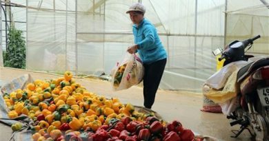 Malaysia suspends chili imports from Viet Nam
