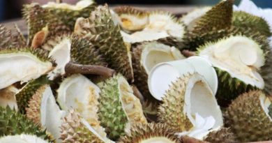 Demand for durians threatens tigers, water supply in Malaysia as jungles razed