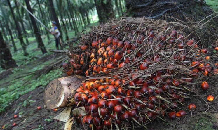 Malaysia's Oct palm oil exports fall 14.1% — ITS