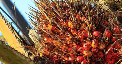 Indonesia, Malaysia palm oil stocks seen rising above 8 mil T by year-end — analyst
