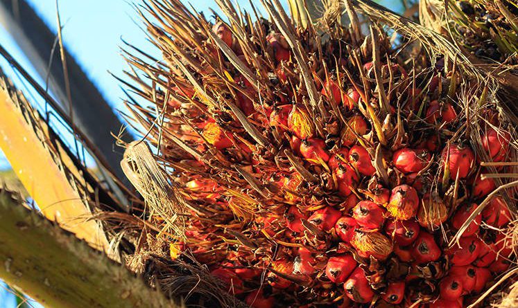 Indonesia, Malaysia palm oil stocks seen rising above 8 mil T by year-end — analyst
