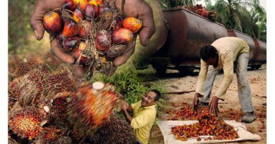 Malaysian palm oil price edges higher as market rebounds