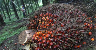 Palm oil may fall to RM1,933