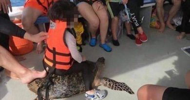 Malaysia investigates viral photo of child riding sea turtle in Sabah