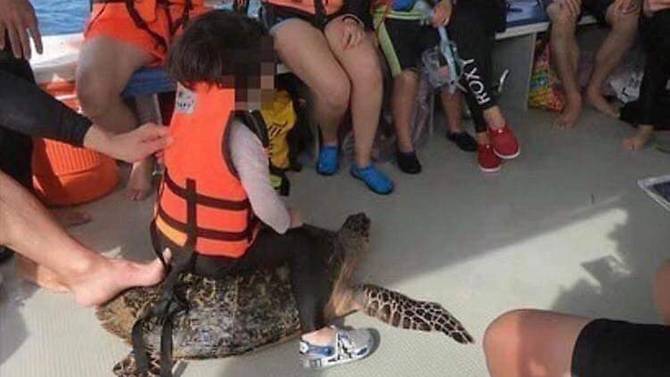 Malaysia investigates viral photo of child riding sea turtle in Sabah