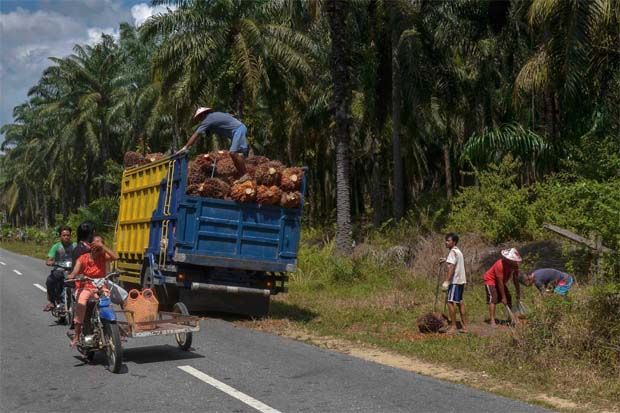 Malaysian palm oil price rebounds from one-week low on stronger crude prices