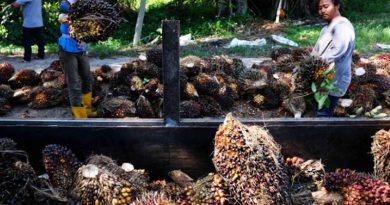 Malaysia to double palm oil use in biodiesel by 2020