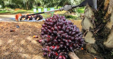 Malaysia's Jan 1-20 palm oil exports rise 11.8% — AmSpec Agri
