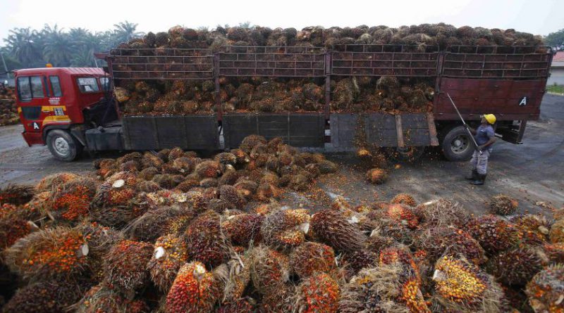 Estate owners demand WHO journal retract article against palm oil or apologise