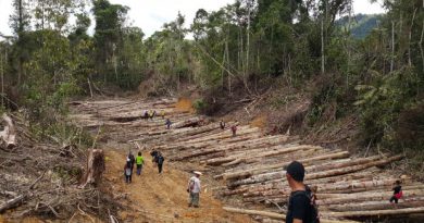 Sarawak Forestry Dept told to suspend permit of oil palm giant clearing land near Mulu National Park, says source