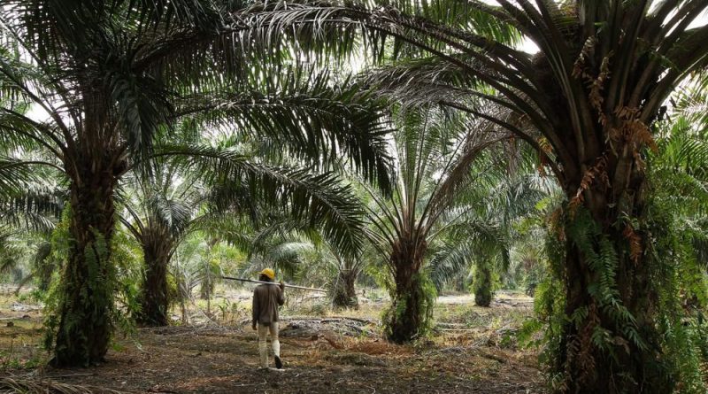 Malaysia plans to halt all expansion of palm oil plantations