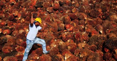 Good weather expected to bolster Malaysia, Indonesia palm oil output