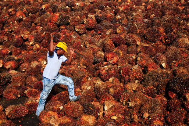 Good weather expected to bolster Malaysia, Indonesia palm oil output