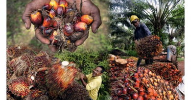 Palm oil issue not affecting trade with EU, says Matrade