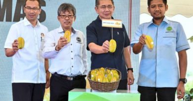 Mardi launches star fruit clone ‘Bintang Mas’