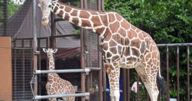 Baby giraffe is Zoo Negara’s latest addition