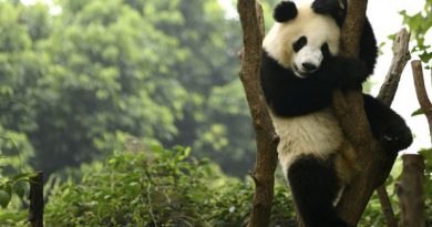 China creates app to recognise Pandas