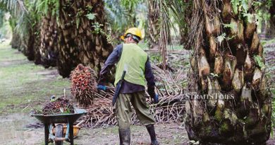Oil palm folk glad proposed property tax cancelled