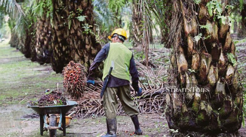 Oil palm folk glad proposed property tax cancelled