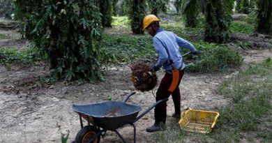 Malaysian palm oil price hits lowest level in a month