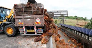 Malaysian palm oil price up tracking soy, helped by weak ringgit