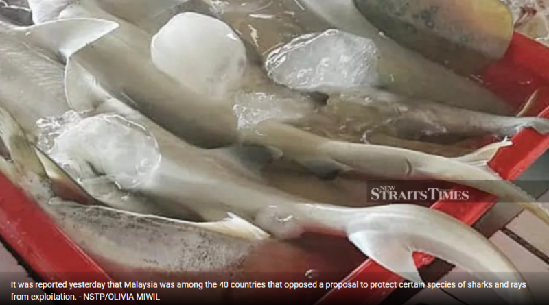 'Malaysians deserve to know why we voted against proposal to protect sharks, rays'