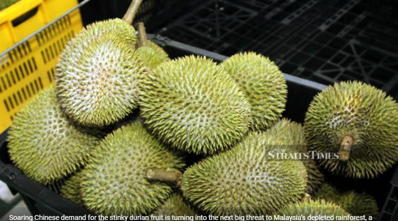 Is China's love of durian a threat to Malaysia's rainforest?