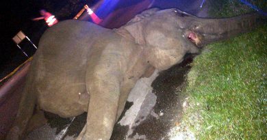 Adolescent elephant found dead near Jalan Kota Tinggi-Mersing