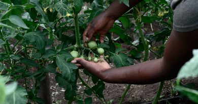 West Africa boot camp seeks artificial intelligence fix for climate-hit farmers