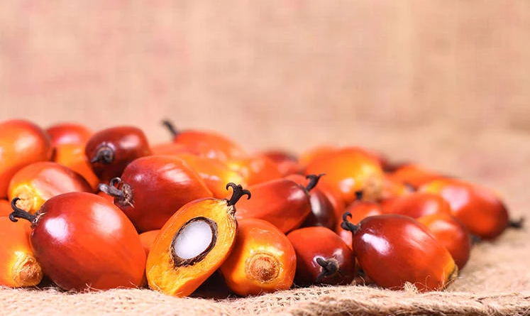 Netherlands sees bright future for Malaysian palm oil industry