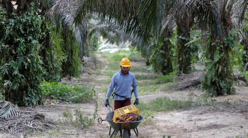 A-G’s Report: Cattle Integration Programme in Oil Palm Estates fails to hit target