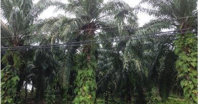 Research firms maintain 'overweight' on plantation sector