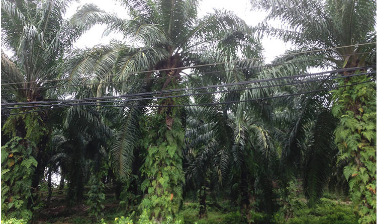 Research firms maintain 'overweight' on plantation sector