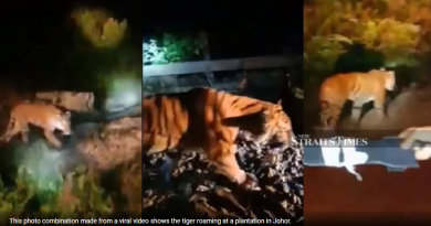 Tiger spotted at plantation in Mersing