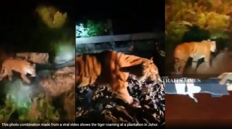 Tiger spotted at plantation in Mersing